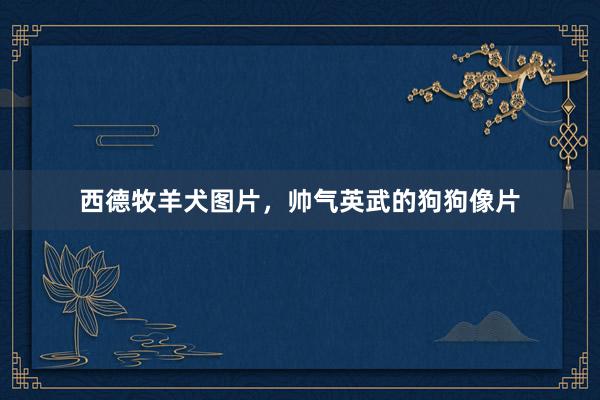 西德牧羊犬图片，帅气英武的狗狗像片